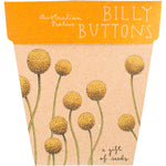 Sow n Sow Gift of Seeds Billy Buttons packet with yellow flower illustrations on a brown recycled card background.