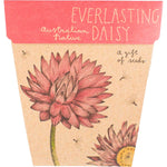 Sow 'n Sow Gift of Seeds Everlasting Daisy features botanical illustrations of pink and white flowers on a gift card.