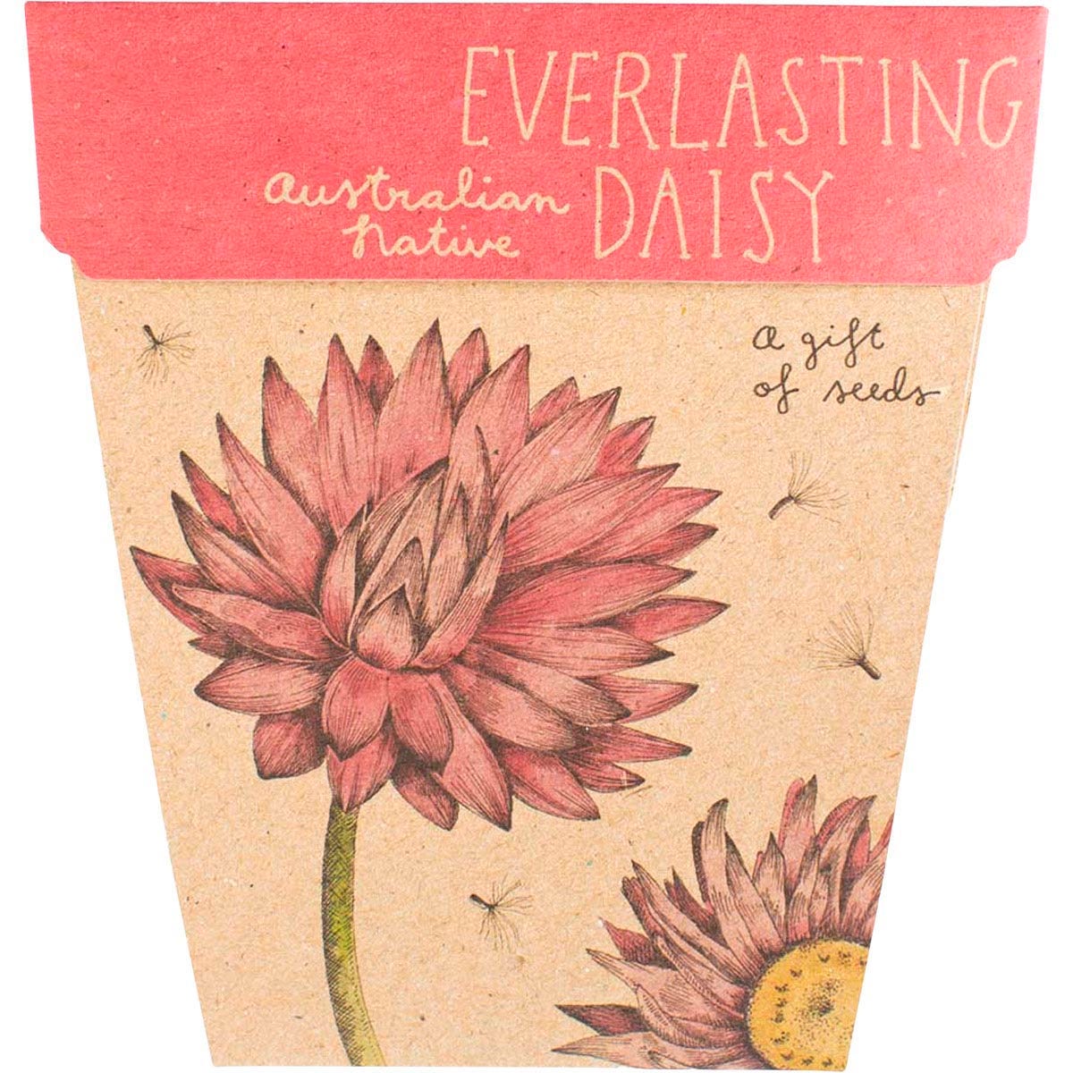 Sow 'n Sow Gift of Seeds Everlasting Daisy features botanical illustrations of pink and white flowers on a gift card.