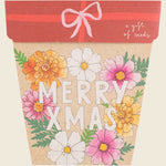 Sow 'n Sow Christmas Blooms Gift of Seeds pack with festive floral illustrations and gold foil details.