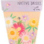 Sow 'n Sow Native Daisies Gift of Seeds greeting card with botanical illustrations of pink and white paper daisies.