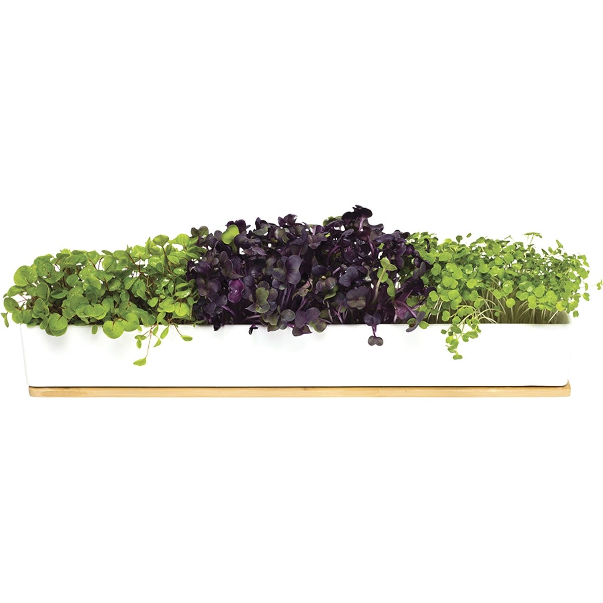 Urban Greens Windowsill Grow Kit Microgreens 45x8x6cm(Broccoli, Radish, Rocket Sprouting Seeds)