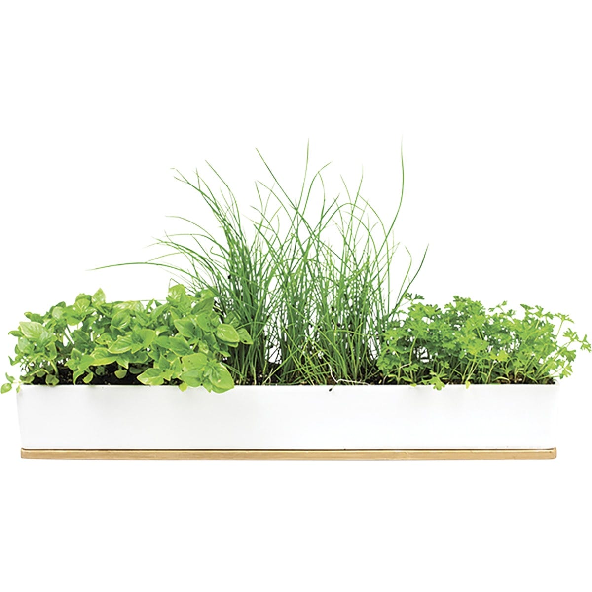 Urban Greens Windowsill Grow Kit Microherbs 45x8x6cm(Basil, Parsley & Chives Sprouting Seeds)