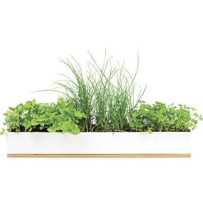 Urban Greens Windowsill Grow Kit Microherbs 45x8x6cm(Basil, Parsley & Chives Sprouting Seeds)